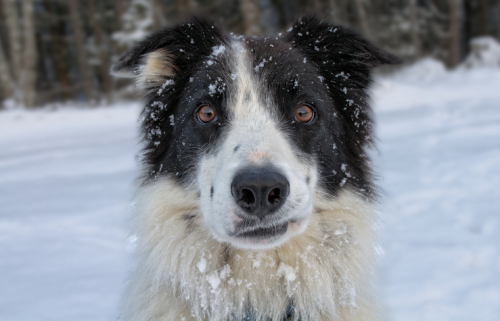 51 Ways to Have a Better-Behaved Dog by Next Week: a Cheat Sheet for When Your Dog is Driving You Nuts – 3 Lost Dogs
