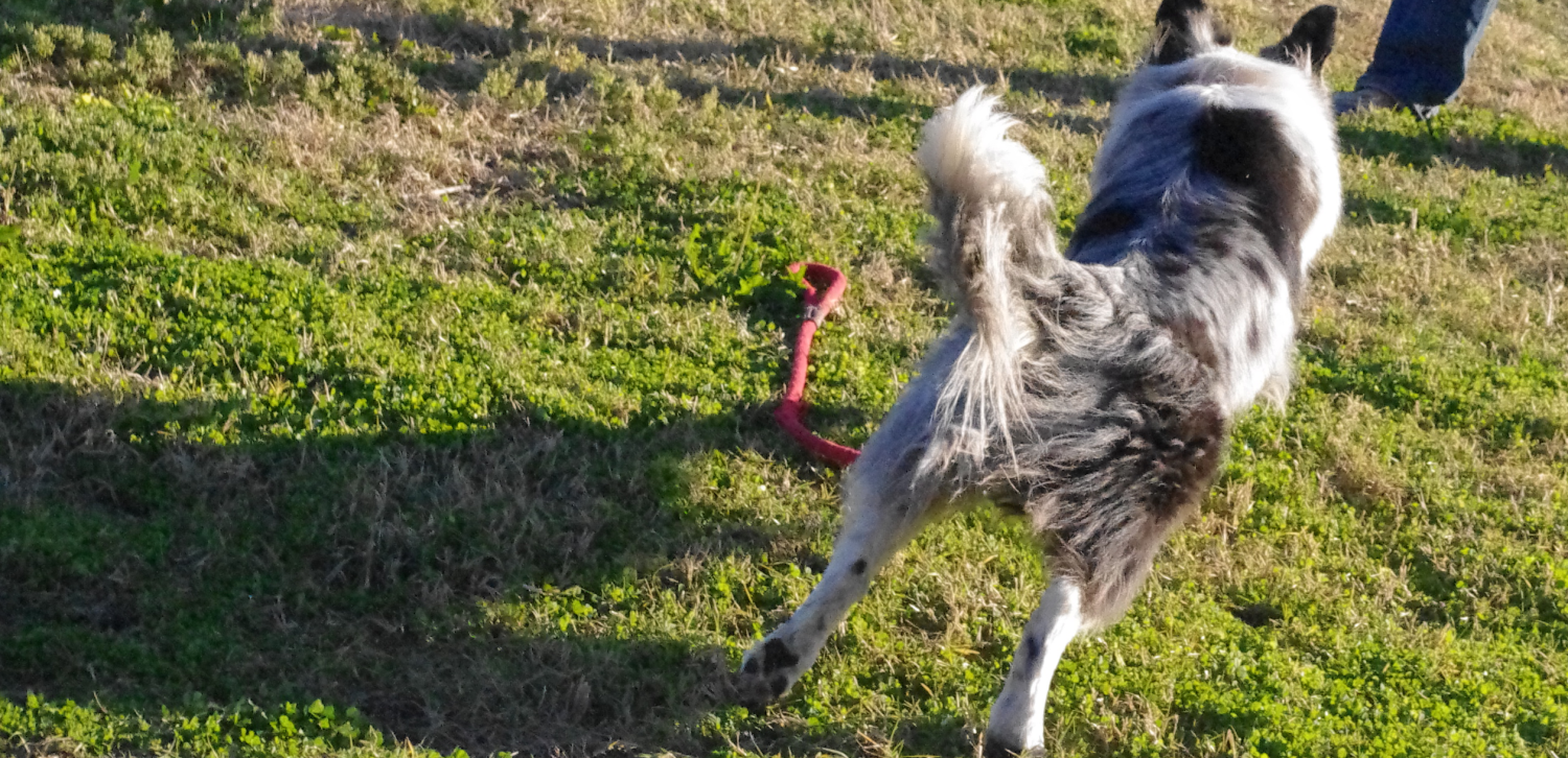 Merlin Running Merlin spazz run – 3 Lost Dogs