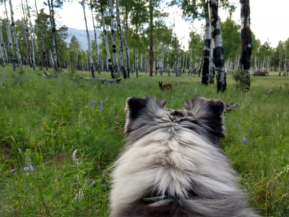 reactive dog walking