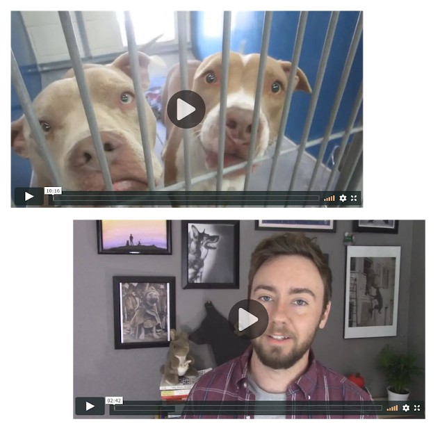 Behavior Problems 3 Lost Dogs