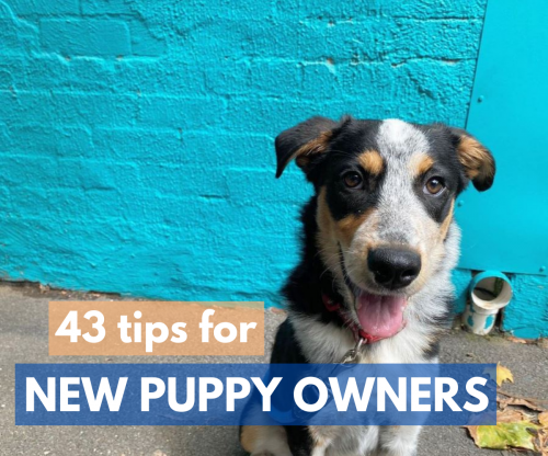 43 tips for new puppy owners