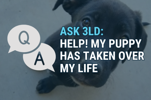 Ask 3 Lost Dogs: My Puppy Has Taken Over My Life