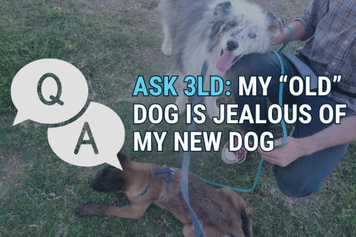Ask 3 Lost Dogs: My Old Dog is Jealous of my New Dog