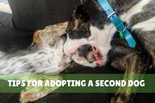Tips for Adopting a Second Dog