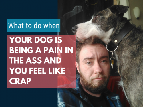Tips for When Your Dog Is Being a Pain in the Ass