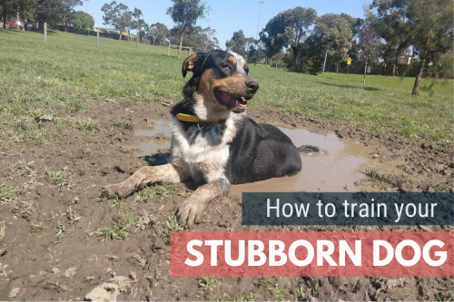 Tips for Training Your Stubborn Dog