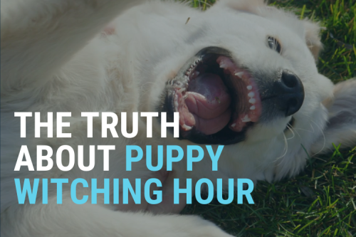 The Truth About Puppy Witching Hour: Why Your Puppy Goes Crazy Every Night