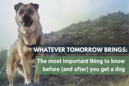 The most important thing to know before (and after) you get a dog