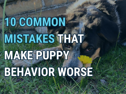 Ten Common Mistakes That Make Puppy Behavior Worse