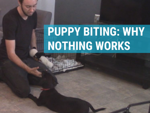 why you can't get your puppy to stop biting