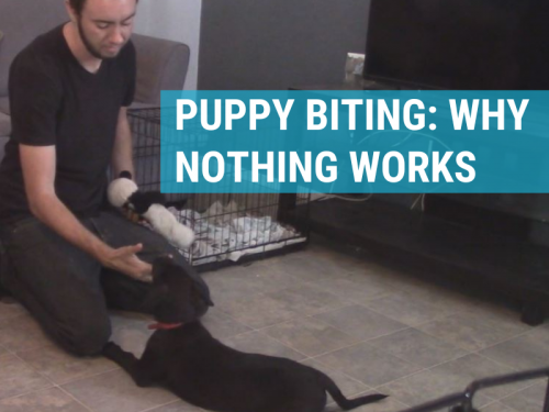 Puppy Biting: Why Nothing You Try to Stop the Biting Works – 3 Lost Dogs