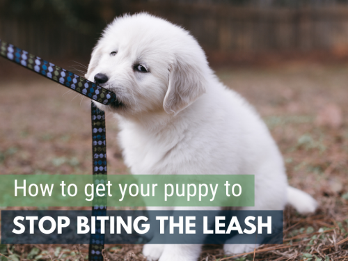 get your puppy to stop biting the leash