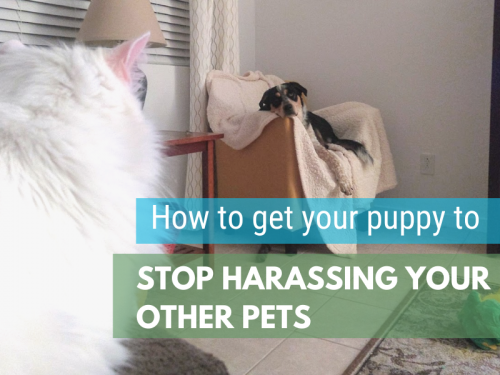 How to get your puppy to stop bothering your cat or older dog