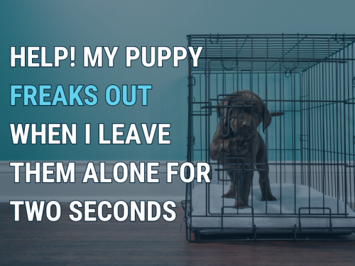help! my puppy freaks out when I leave them alone for two seconds