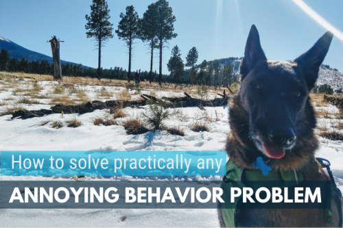 How to Solve Annoying Dog Behavior Problems