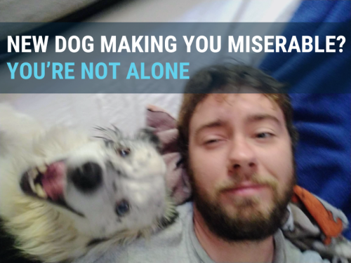 Is your new dog making you miserable You’re not alone