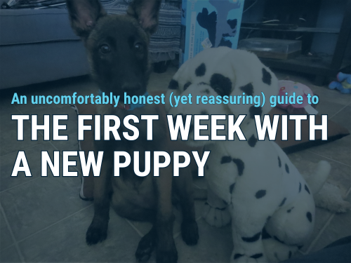 What to Do With a New Puppy: a Guide to the First Week