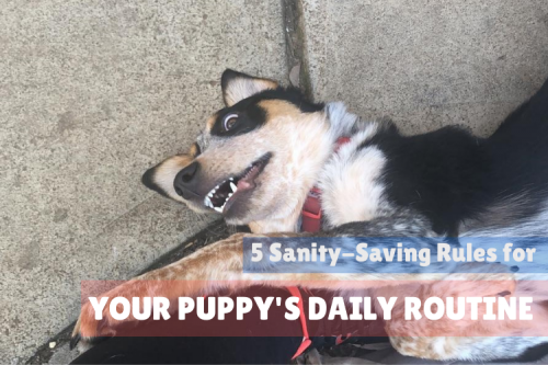 Tips for putting together your puppy's daily routine