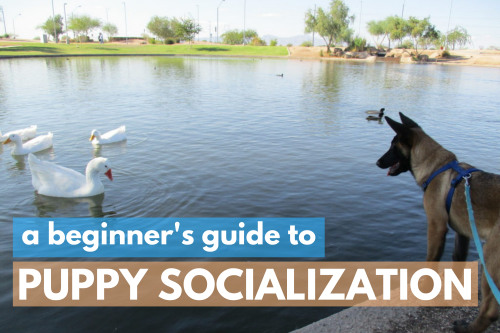 A beginner's guide to puppy socialization