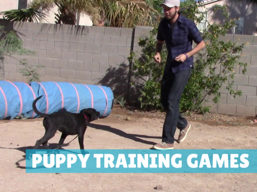 4 Puppy Training Game Ideas