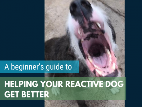A Beginner's Guide to Helping Your Reactive Dog Get Better