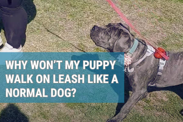 why won’t my puppy walk on leash like a normal dog?